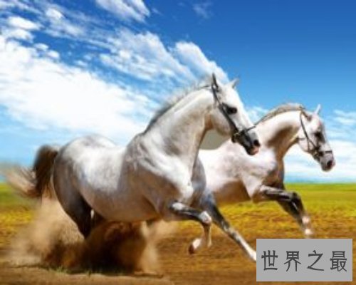 你知道90年属什么嘛？