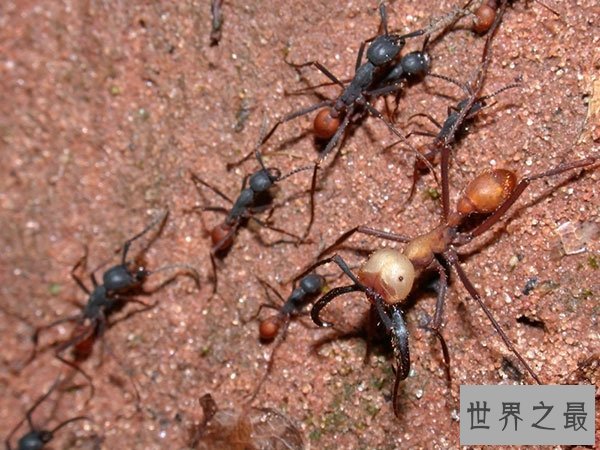蚂蚁那么多，可都没有沙漠行军蚁恶心！