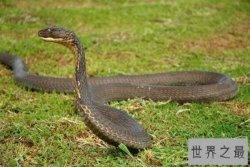 世界上体型最长的毒蛇，过山风眼镜王蛇(长5米专吃蛇)
