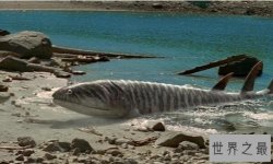 海洋中的巨无霸活化石含肺鱼，竟爬上岸捕食陆地生物