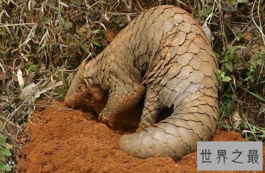 森林卫士中华穿山甲,比大熊猫还珍贵的稀有物种
