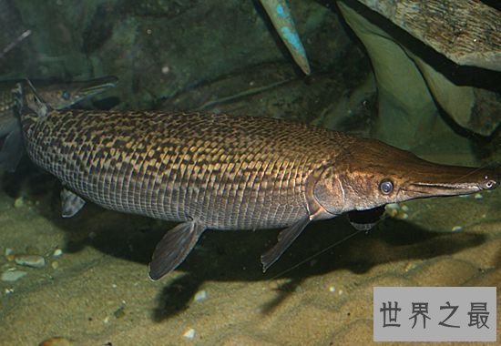 世界十大最凶猛淡水鱼,盘点那些吃人的恐怖鱼类