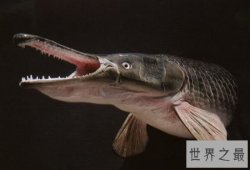 世界十大最凶猛淡水鱼，盘点那些吃人的恐怖鱼类