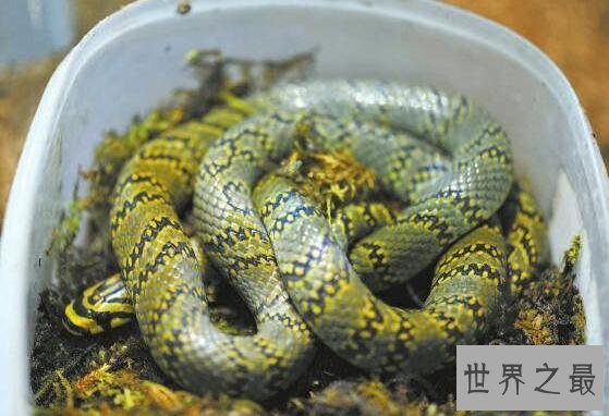 世界上最美的蛇横斑锦蛇，简直就是女神雅典娜的化身