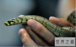 世界上最美的蛇横斑锦蛇，简直就是女神雅典娜的化身