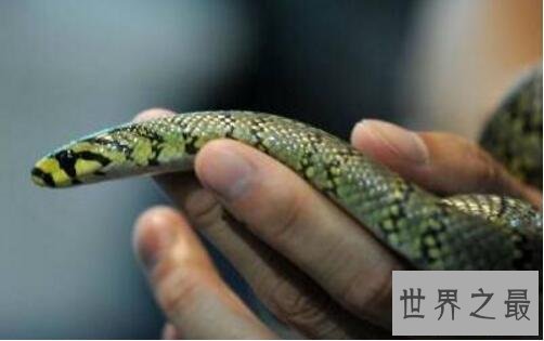 世界上最美的蛇横斑锦蛇，简直就是女神雅典娜的化身