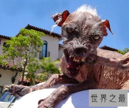 世界上最丑的10只狗，狗自己被恶心傻了(组图)