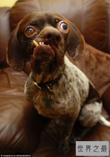 世界上最丑的10只狗，狗自己被恶心傻了(组图)