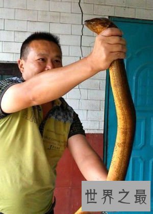 世界上最大的黄鳝，36斤重巨型大黄鳝(已成精)
