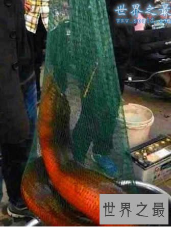 世界上最大的黄鳝，36斤重巨型大黄鳝(已成精)