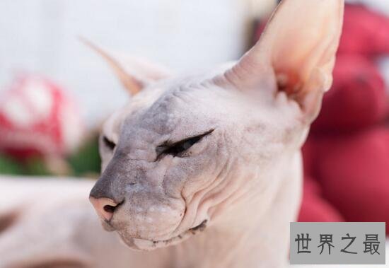 世界上最丑的猫，斯芬克斯猫全身无毛却极受欢迎