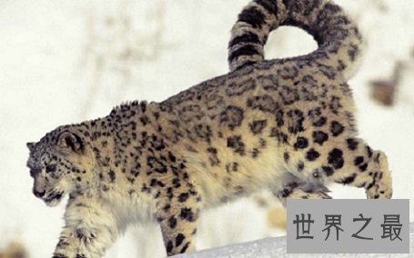 即将消失的雪豹动物，雪地里难以寻找踪迹的珍贵精灵