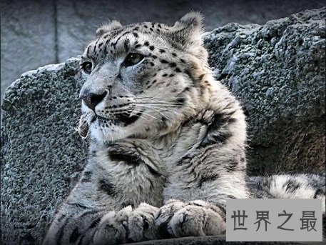 即将消失的雪豹动物，雪地里难以寻找踪迹的珍贵精灵