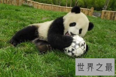 全世界的宠儿，最可爱的动物大熊猫的资料曝光！
