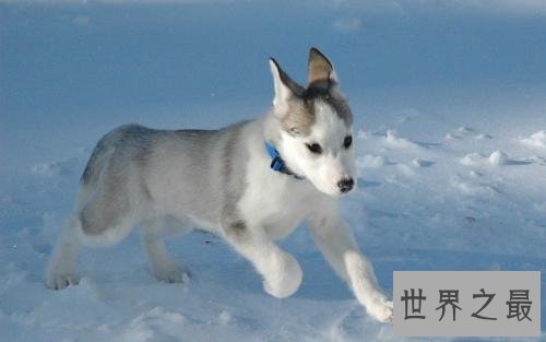 十大最适合和单身狗结伴的狗品种！