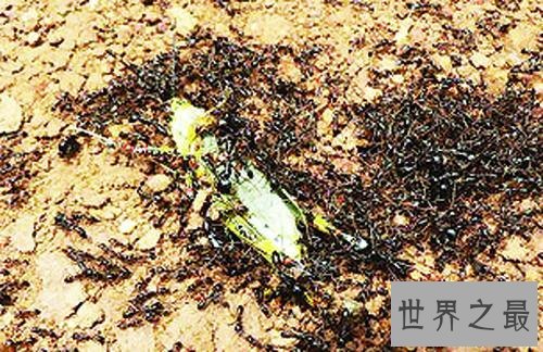 行军蚁，名为蝼蚁，实为最毒生物