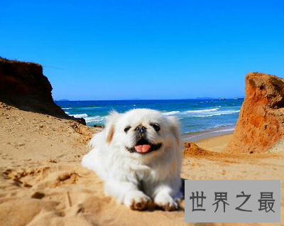 最短萌京巴狗图片，萌化你的心