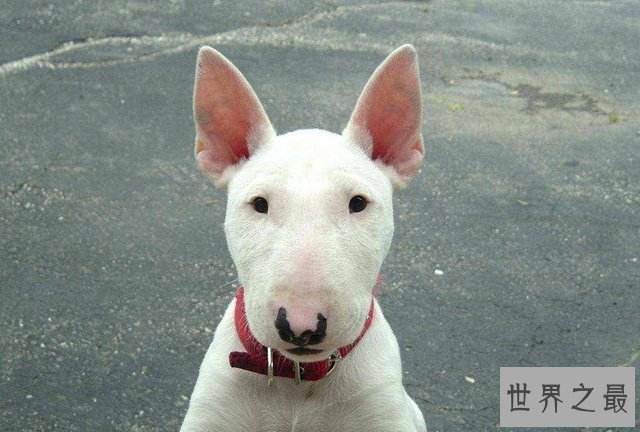 猎犬排名十强，藏獒完败垫底！