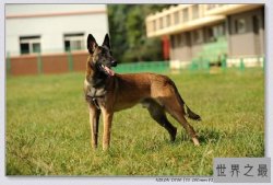 猎犬排名十强，藏獒完败垫底！