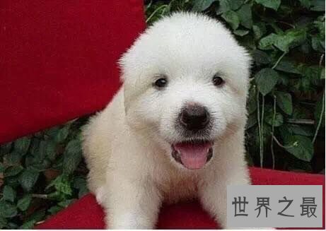 宠物狗品种最受欢迎前十,你家小可爱上榜了吗?