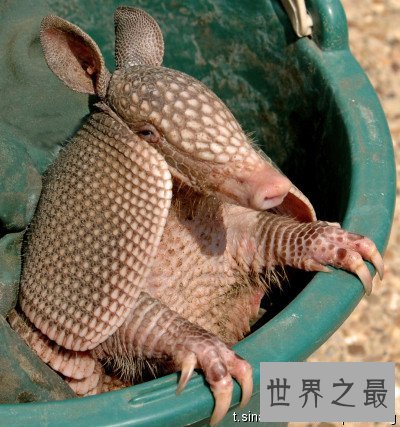 最生僻动物名字,犰狳怎么读?