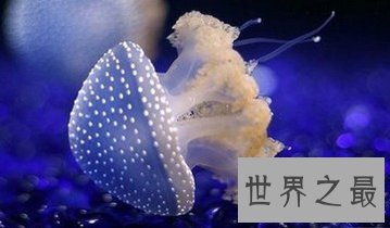 北极霞水母——海底世界中最大的水母