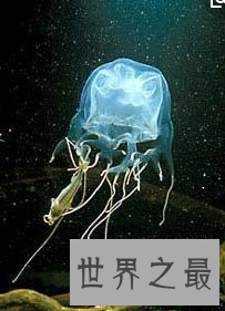 北极霞水母——海底世界中最大的水母