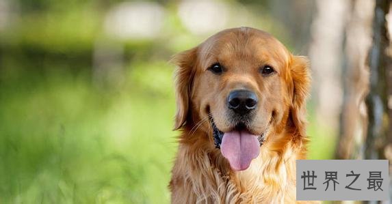 最常见的狗的品种大全——总有一款萌翻你