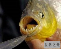 “蛋蛋”被鱼咬伤的两名男子，成就了“切蛋鱼”的美名