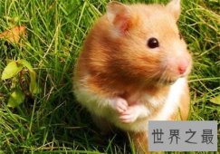 最全养宠必备知识点——关于金丝熊吃什么