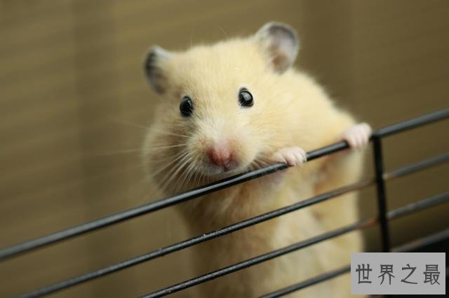 最全养宠必备知识点——关于金丝熊吃什么