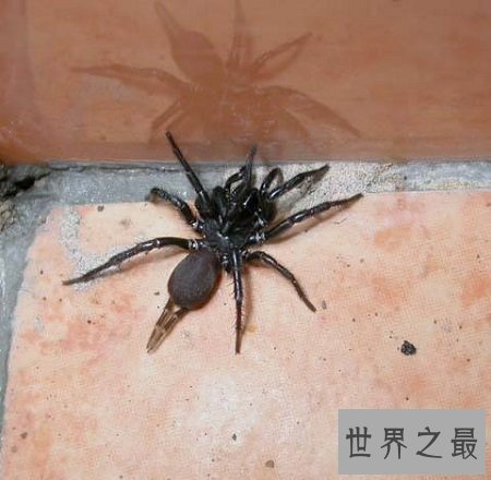 漆黑如墨的上户蜘蛛，有人害怕也有人喜爱它们