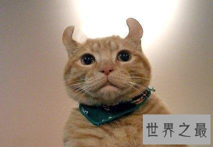 美国卷耳猫,最温暖你的小呆萌