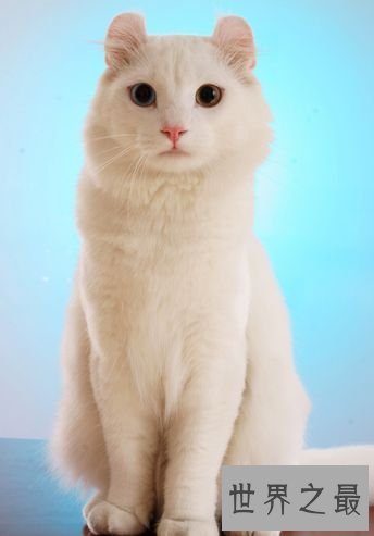 美国卷耳猫,最温暖你的小呆萌