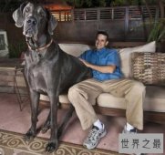 盘点世界大型犬排名