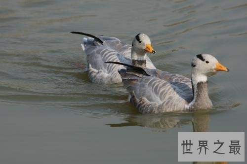 斑头雁——致力于飞的最高的鸟