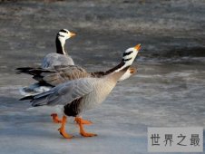 斑头雁——致力于飞的最高的鸟