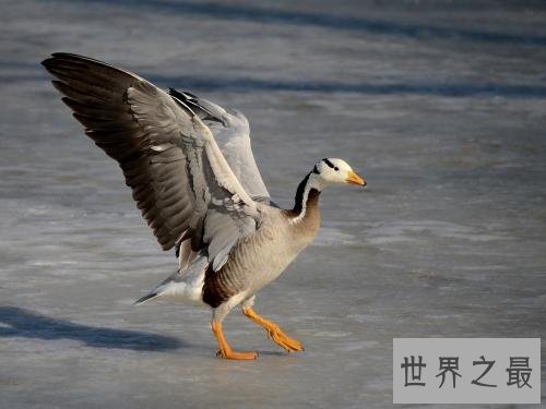 斑头雁——致力于飞的最高的鸟