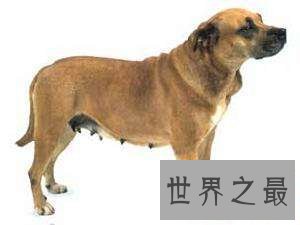 最凶神恶煞的狗——西班牙斗牛梗和美国斗牛梗