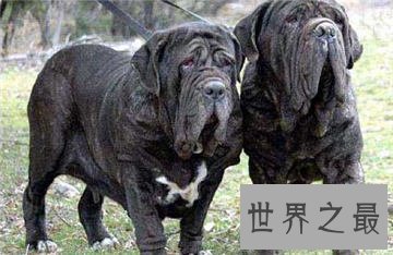 最凶神恶煞的狗——西班牙斗牛梗和美国斗牛梗