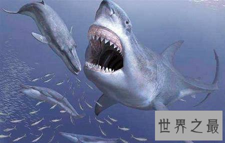 梅尔维尔鲸,消失在地球上的抹香鲸