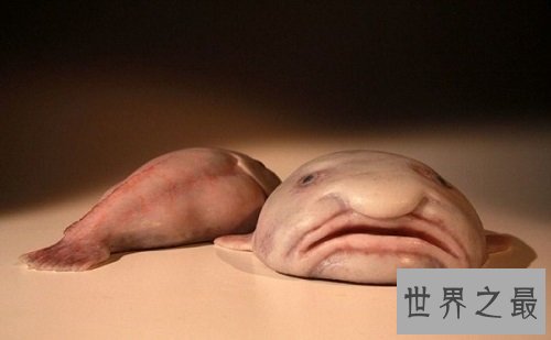 世界上最丑的鱼——水滴鱼,最丑的它居然濒临灭绝