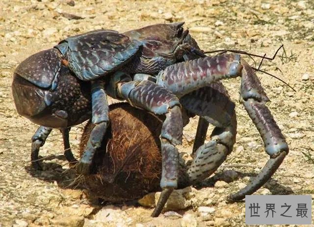 椰子蟹,超乎你想象的生物