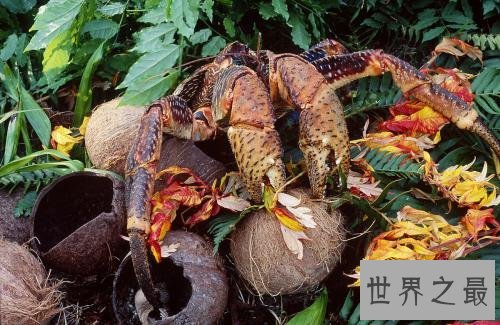 椰子蟹,超乎你想象的生物