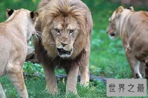 消逝的王者——巴巴里狮,它们的遭遇竟如此悲惨
