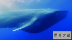 世界上最大的哺乳动物，蓝鲸一次吃200万只虾