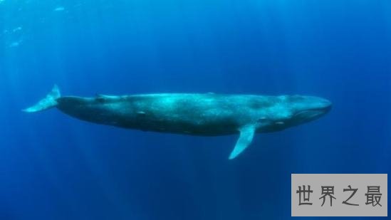 世界上最大的哺乳动物,蓝鲸一次吃200万只虾