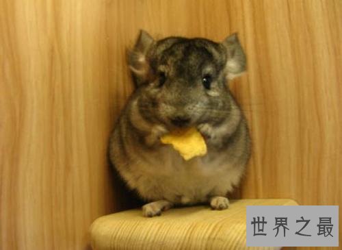 盘点世界十大萌物,世界最小跳鼠仅有5克寿命2年