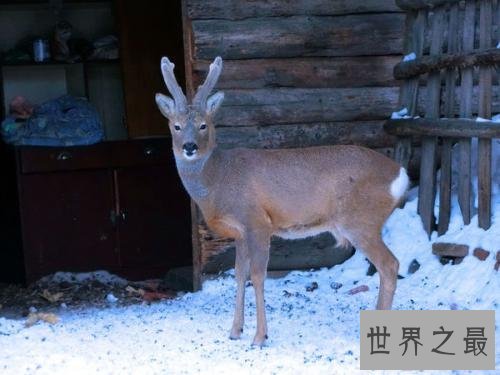 盘点世界十大萌物,世界最小跳鼠仅有5克寿命2年
