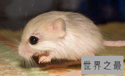盘点世界十大萌物,世界最小跳鼠仅有5克寿命2年